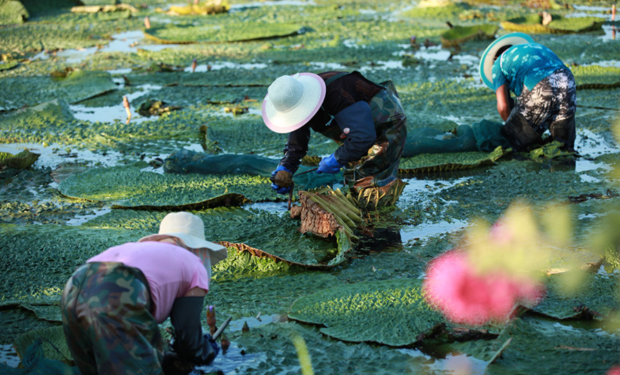 白马湖芡实（鸡头米）基地