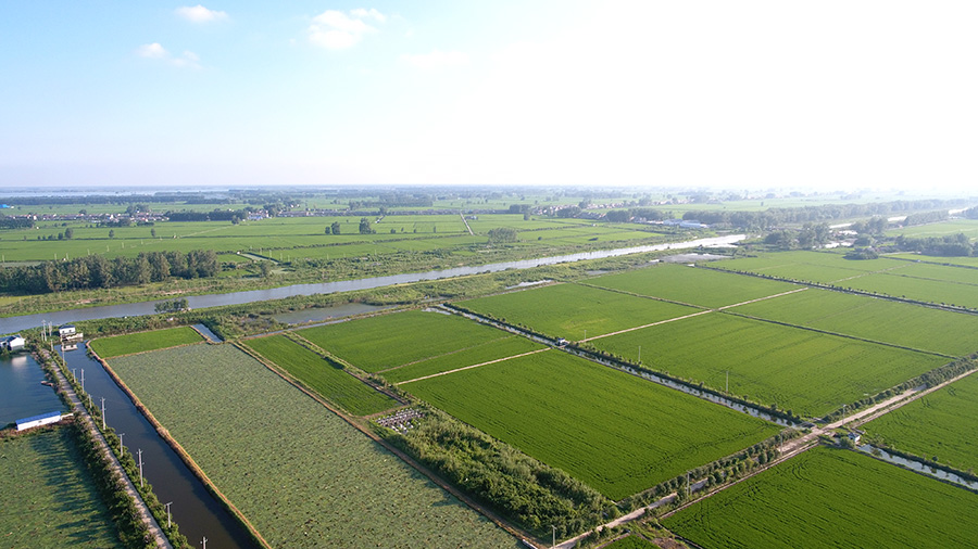 岔东大米有机稻米种植基地